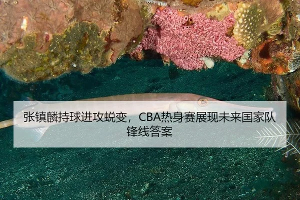 zhang-zhen-lin-chi-qiu-jin-gong-tui-bian-re-shen-sai-zhan-xian-wei-lai-guo-jia-dui-feng-xian-da-an-3-138.jpg