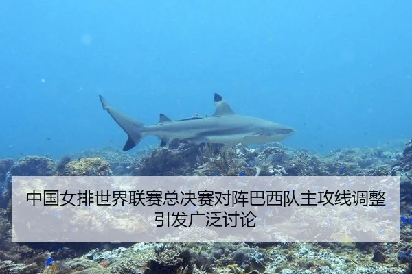 中国女排世界联赛总决赛对阵巴西队主攻线调整引发广泛讨论